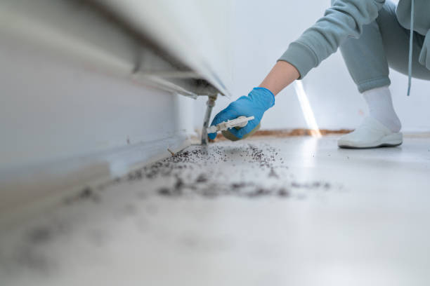 Best Rat Extermination Near Me  in Santa Rosa, CA